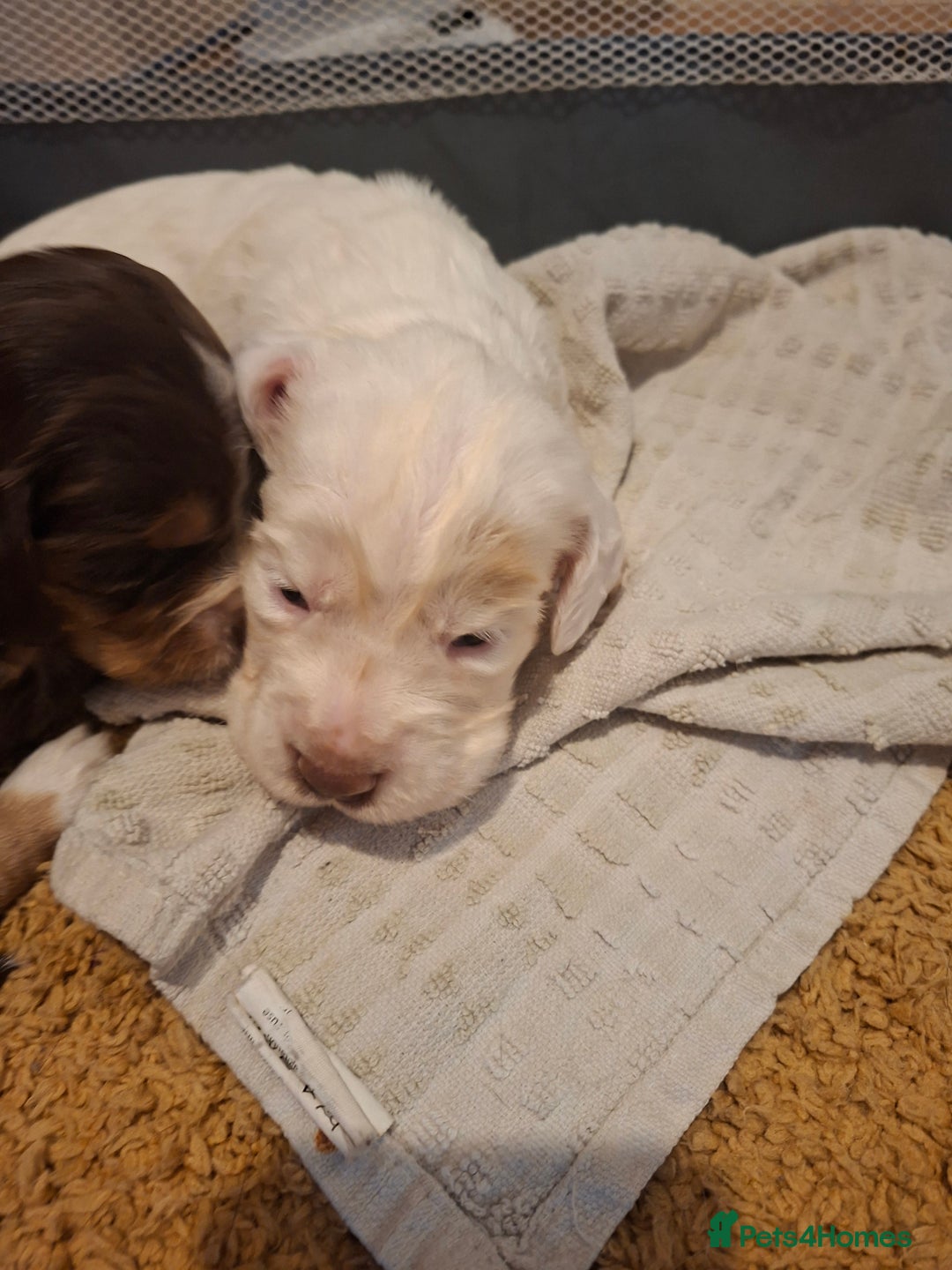 Mixed Breed dogs for sale: Beautiful Clumber spaniel x sprockers  - Image 12