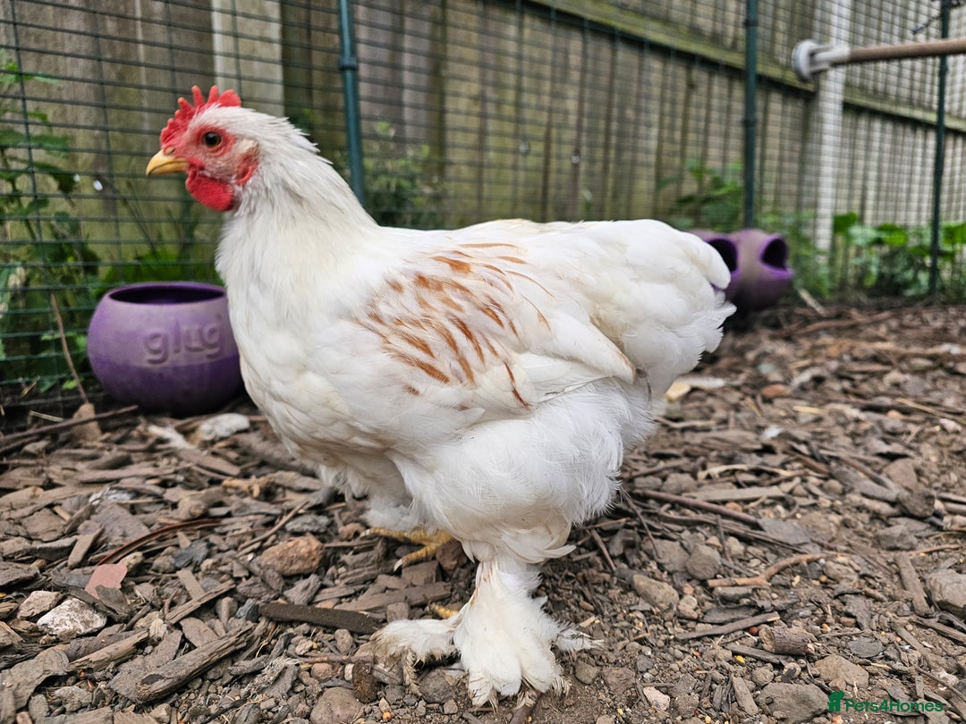 Chickens poultry for sale: ** Stunning friendly Pekin Cockerals available **  - Image 19