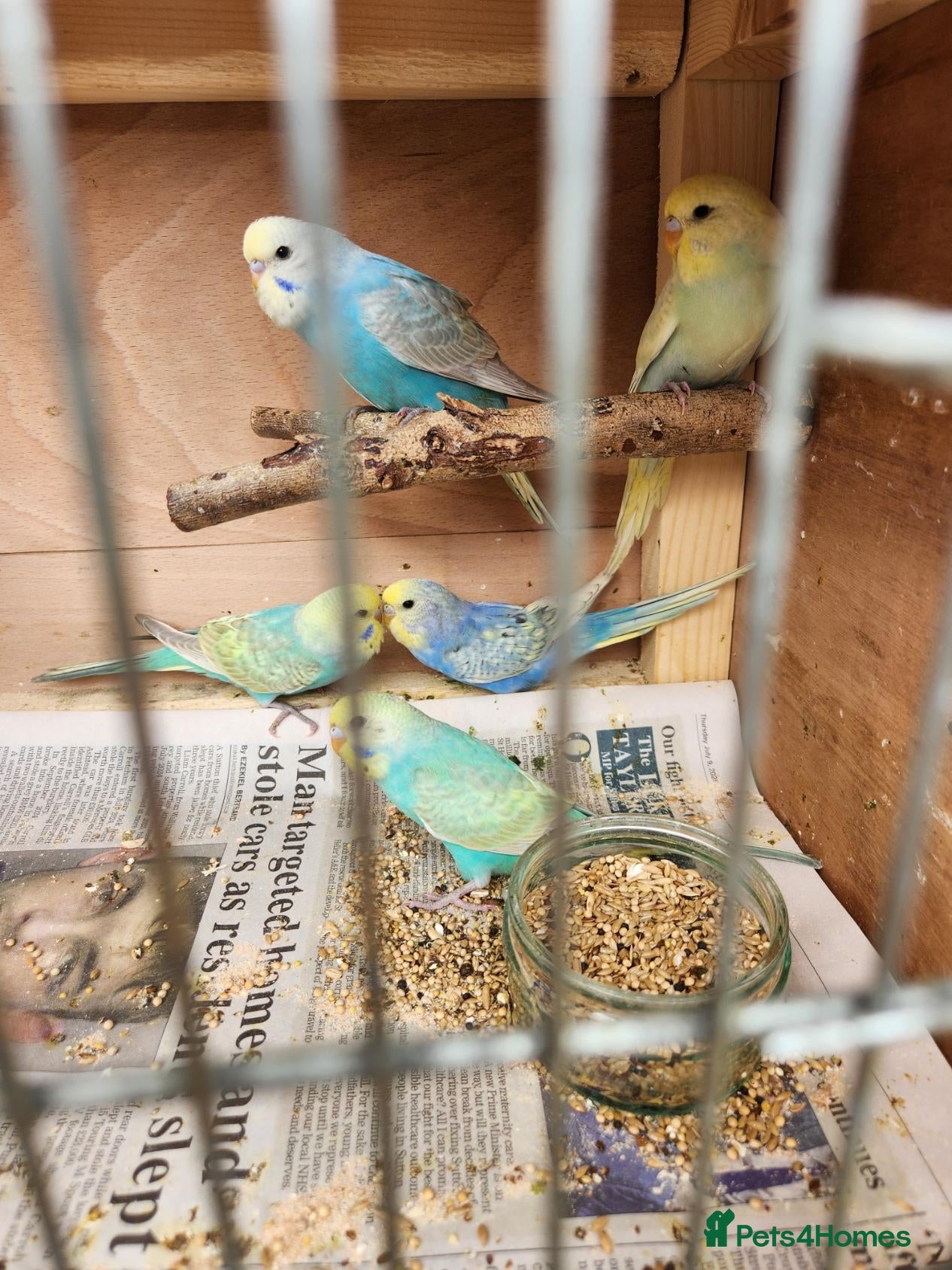 Budgerigars birds Beautiful Baby Budgies for sale. - Advert 1