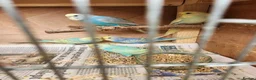 Budgerigars birds for sale: Beautiful Baby Budgies for sale. - Advert 1