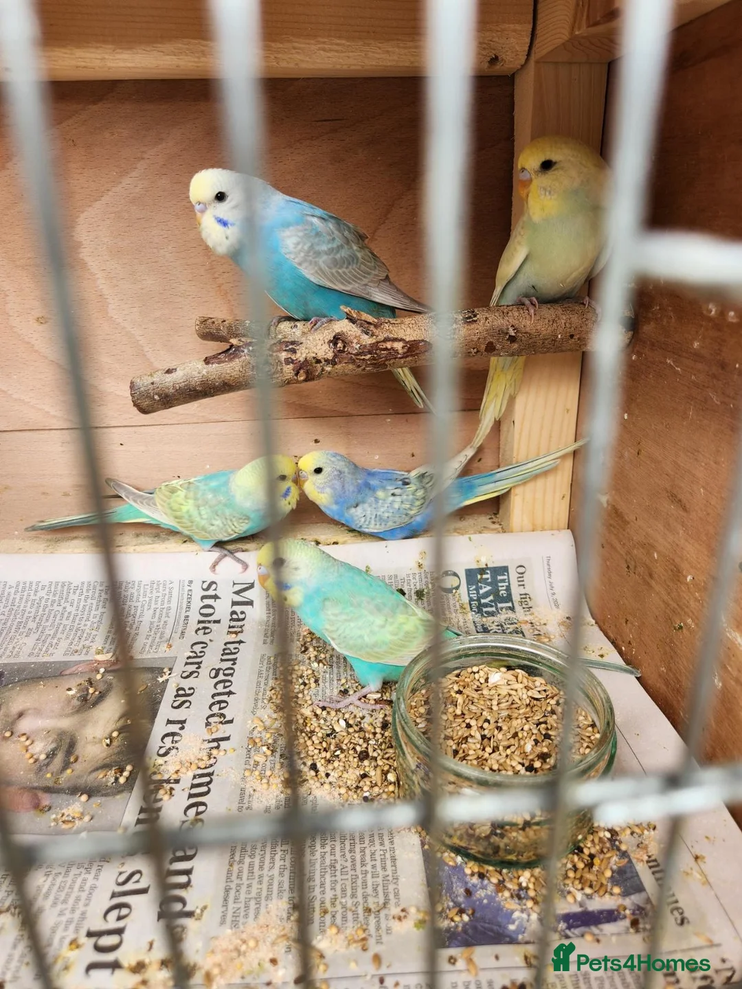 Budgerigars birds for sale: Beautiful Baby Budgies for sale. - Advert 1