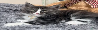 Figaro
