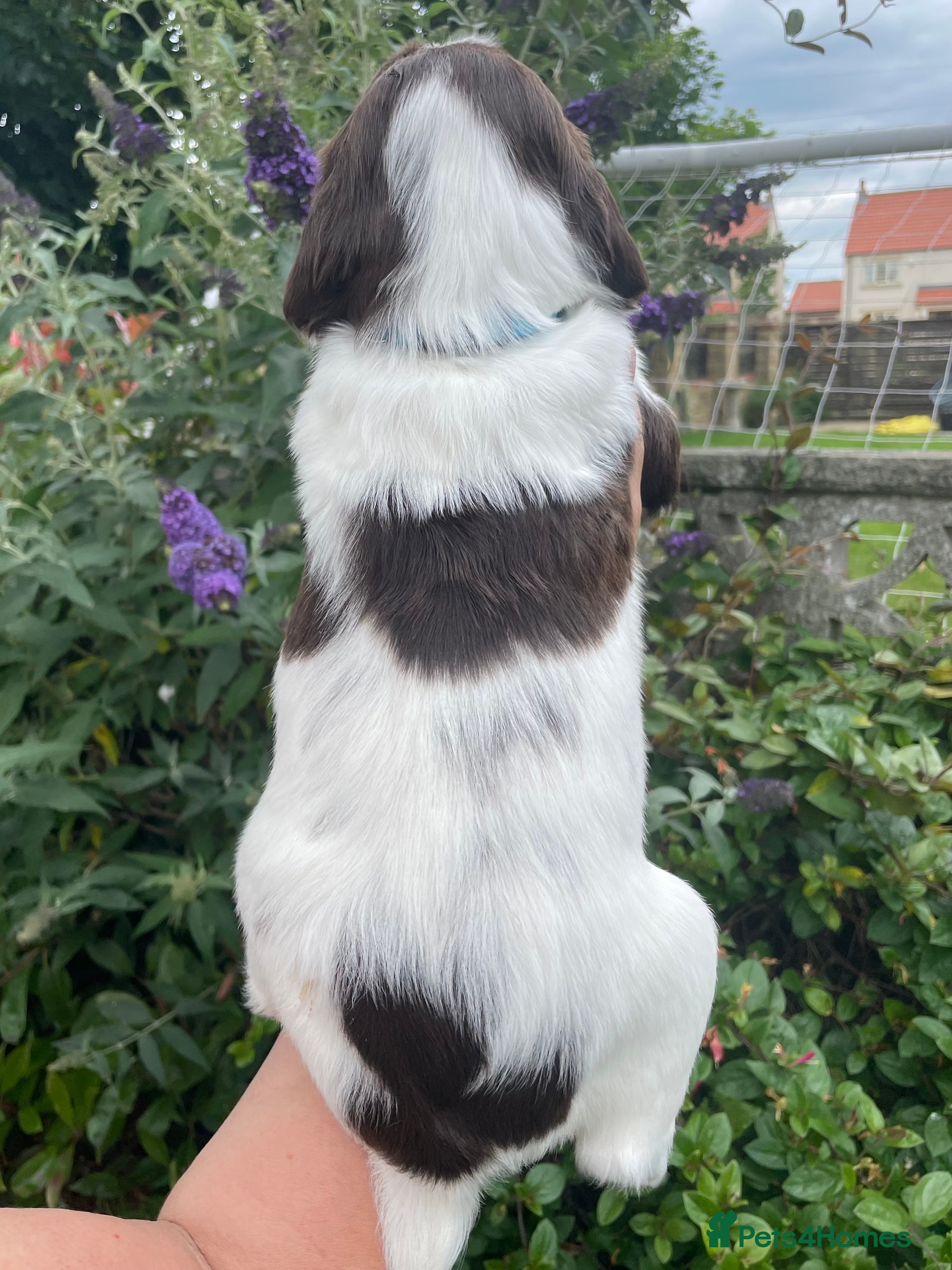 English Springer Spaniel dogs Quality KC registered ESS. Health screened. - Advert 2