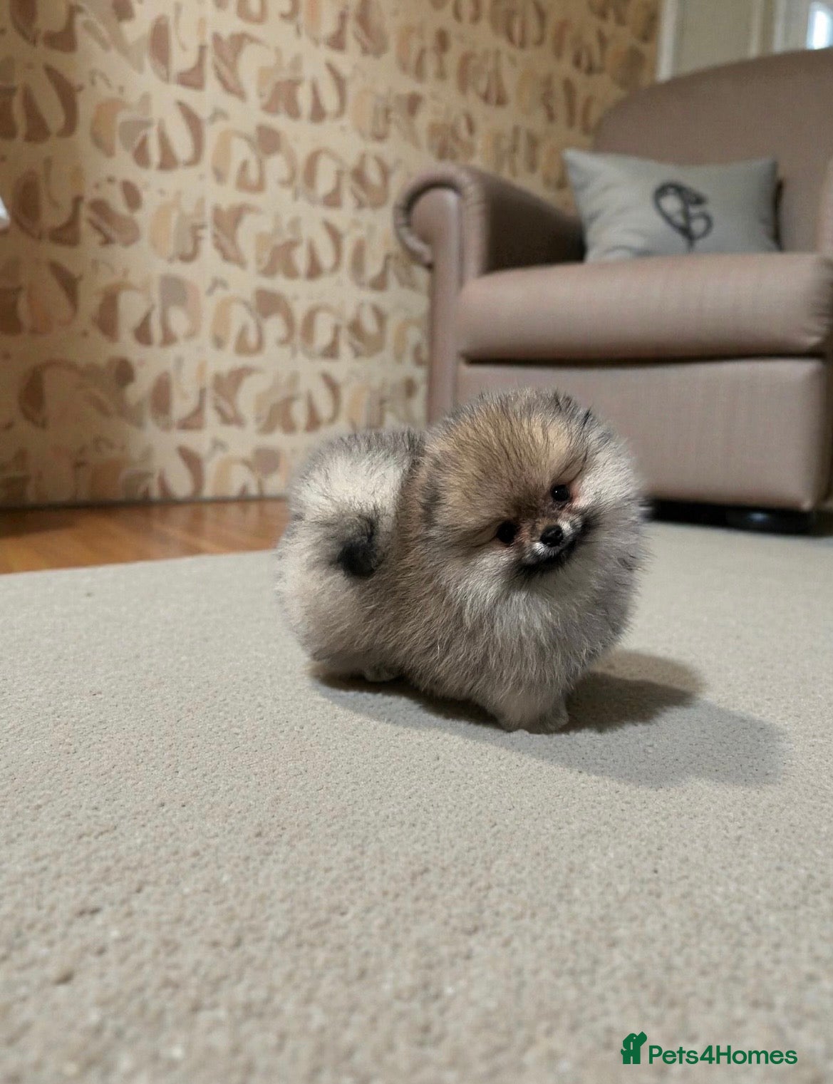 Pomeranian dogs Top Quality 🏆Championship 🧸Teddy Bear - Advert 12