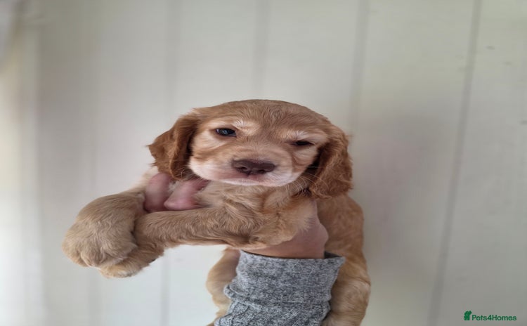 Cocker Spaniel dogs - Advert 10