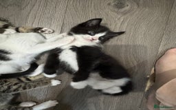 Mixed Breed cats for sale: Beautiful kittens for sale  - Image 5