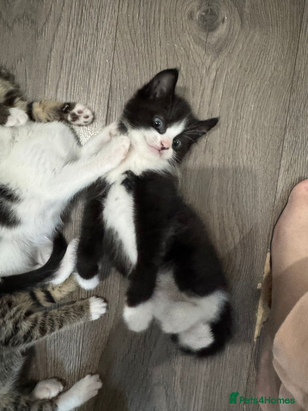 Mixed Breed cats for sale: Beautiful kittens for sale  - Image 5
