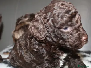 Cockapoo dogs Exceptional health tested American Cockapoos - Advert 14