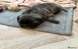 Frug dogs for sale: Girl frug ready to go to her forever home - Image 22