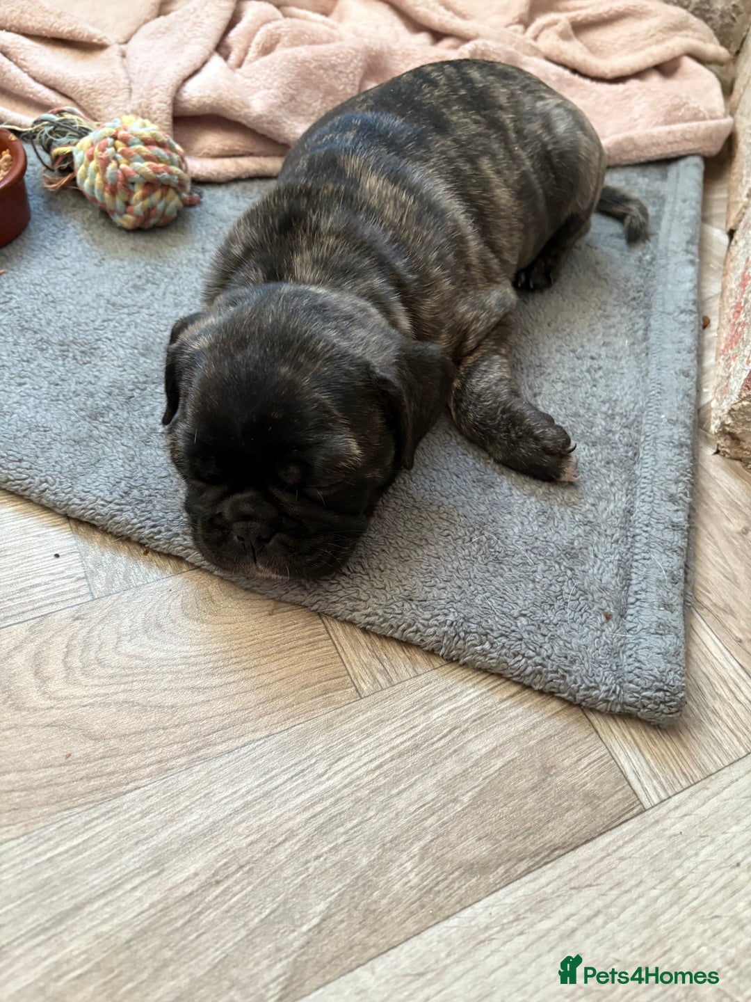 Frug dogs for sale: Girl frug ready to go to her forever home - Image 22