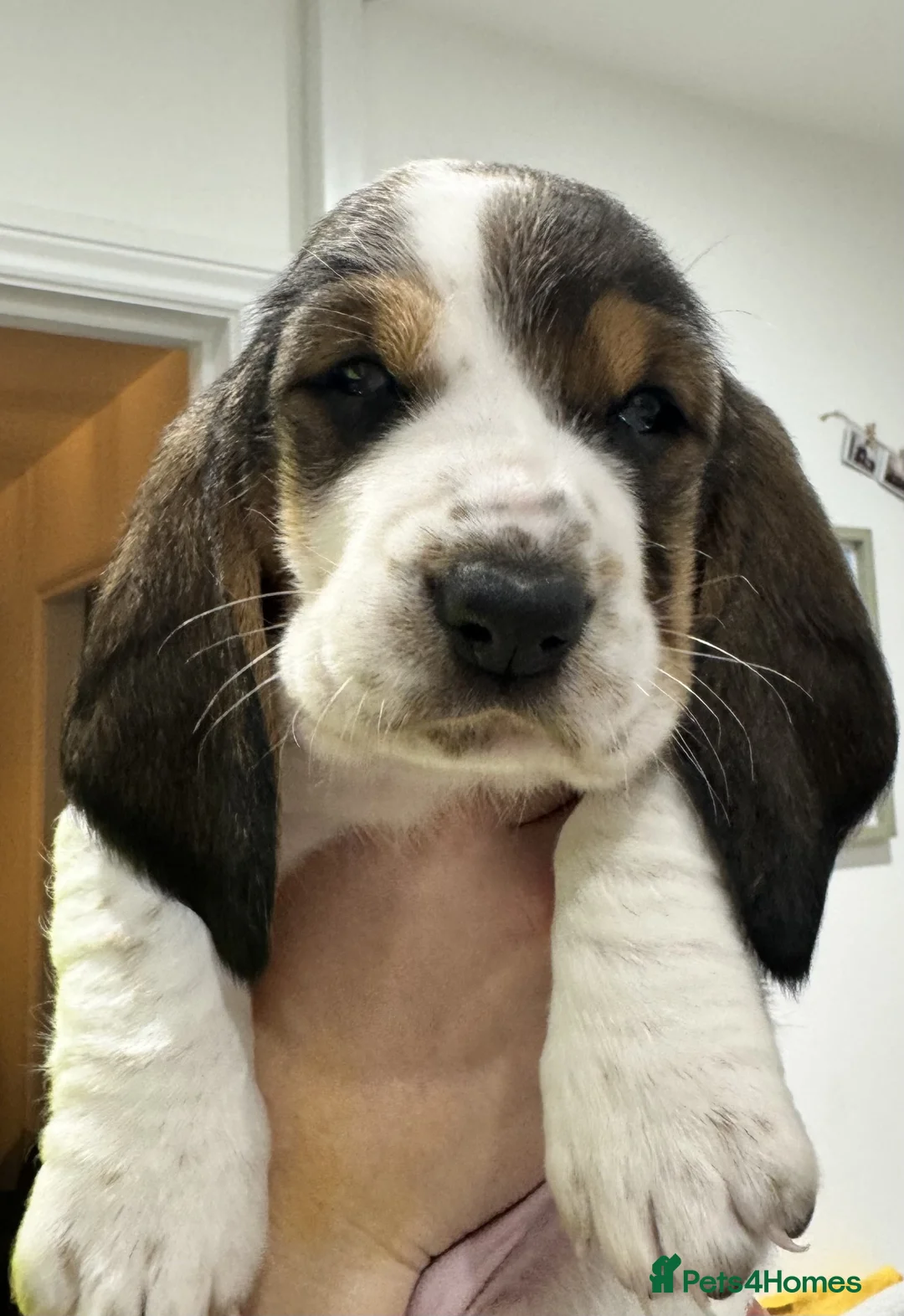 Basset Hound dogs for sale: One Beautiful Basset Hound Pup (Bertha) remaining. - Advert 32