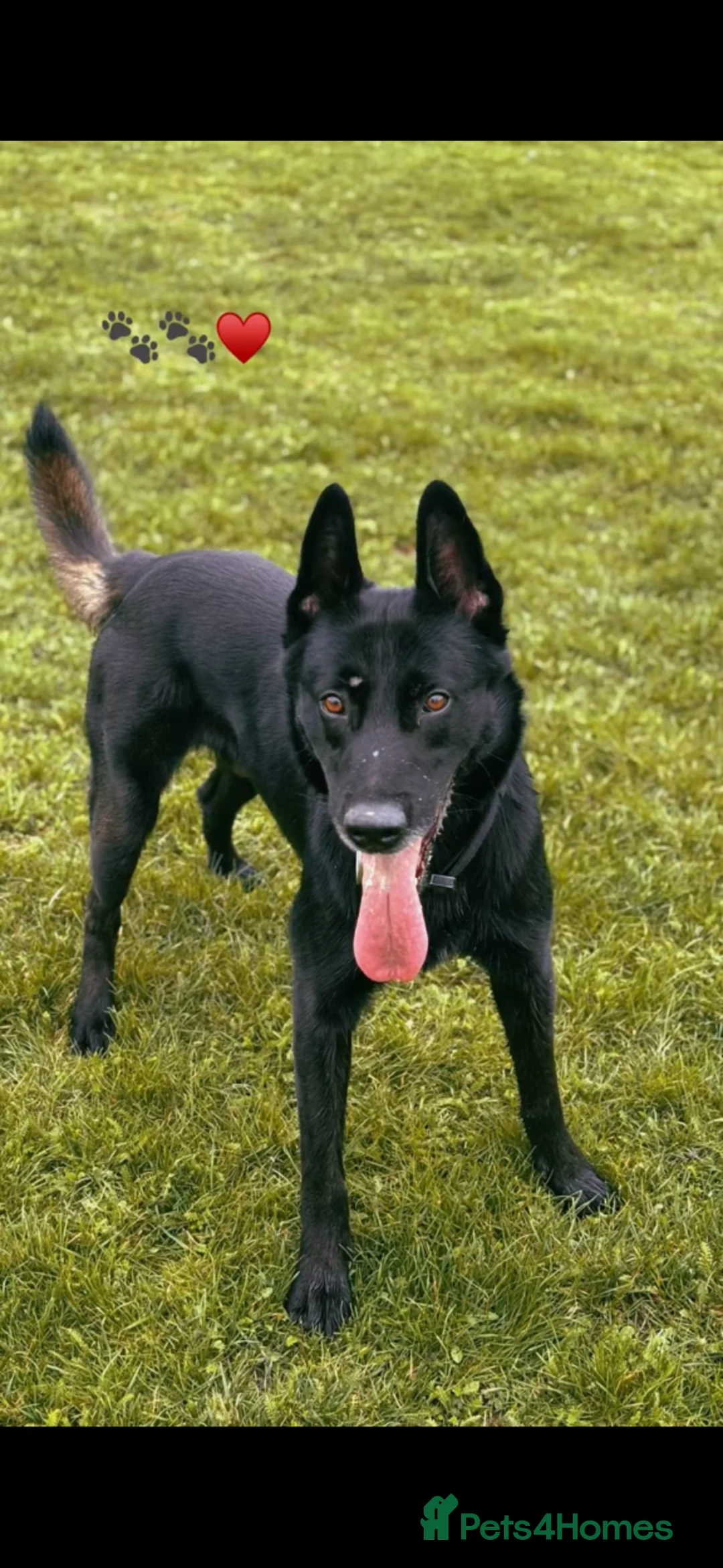 Belgian Shepherd Dog dogs for stud: Belgium Malinois  - Advert 1