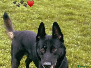 Belgian Shepherd Dog dogs Belgium Malinois - Advert 4