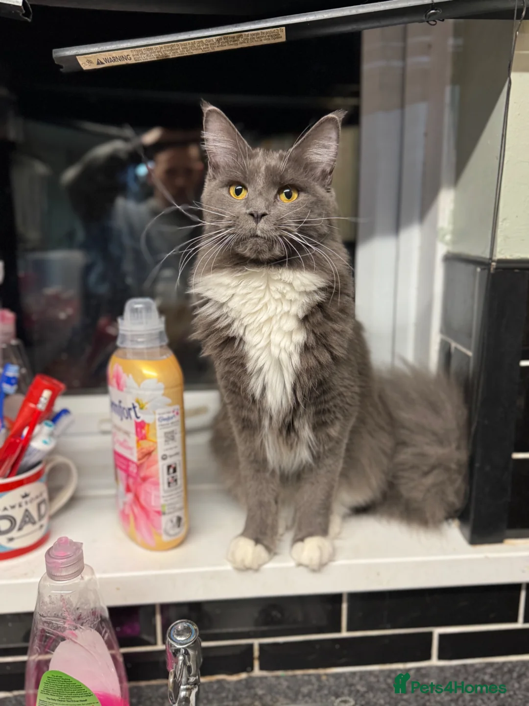 Maine Coon cats for sale: Fully active Maine coon queen  - Advert 2