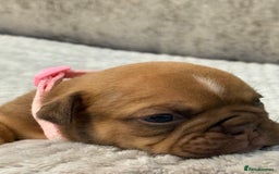 English Bulldog dogs for sale: English Bulldog puppies for sale KC registered  - Image 6