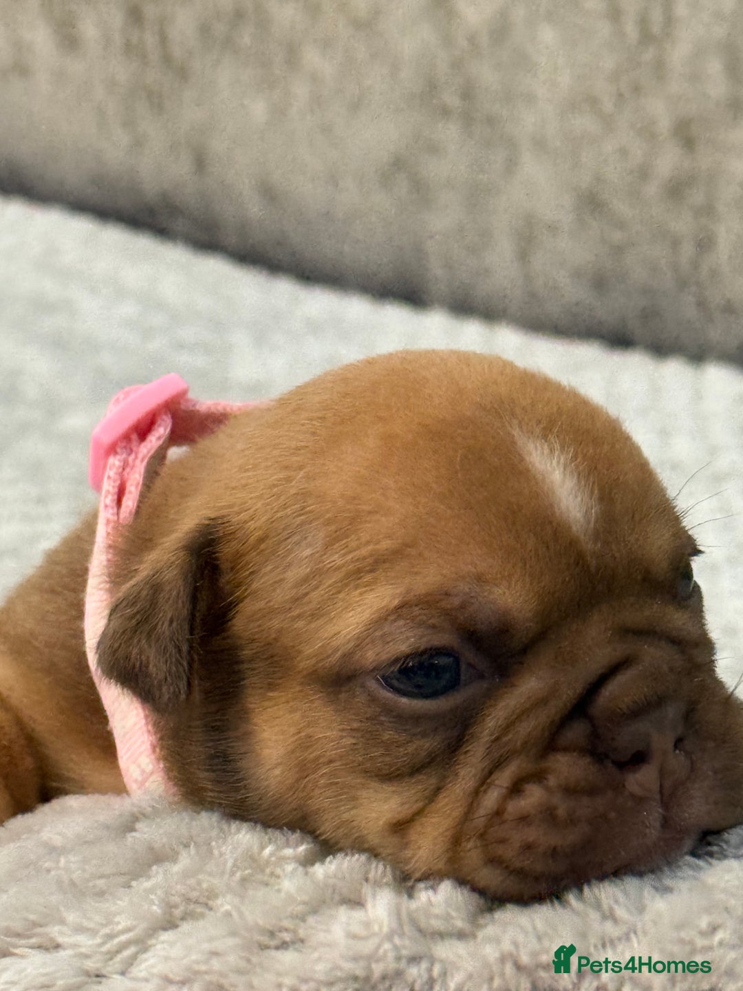 English Bulldog dogs for sale: English Bulldog puppies for sale KC registered  - Image 6