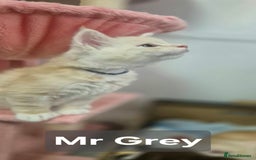 Maine Coon cats for sale: GCCF Pedigree Rare Red Shaded Silver Maine Coons - Advert 9