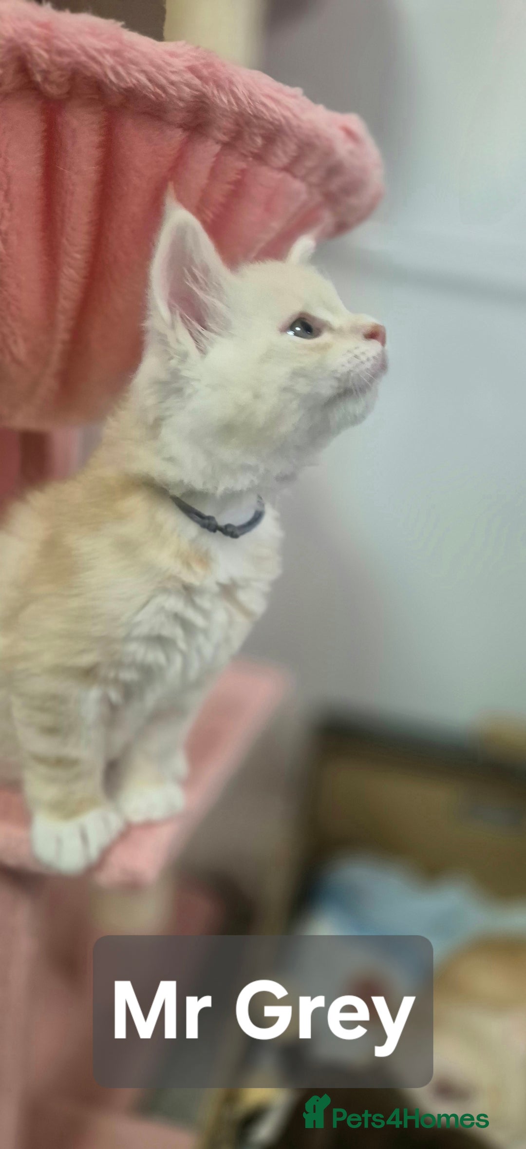 Maine Coon cats for sale: GCCF Pedigree Rare Red Shaded Silver Maine Coons - Advert 9