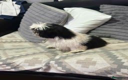 Shih Tzu dogs for sale: Shihtzu  - Image 6