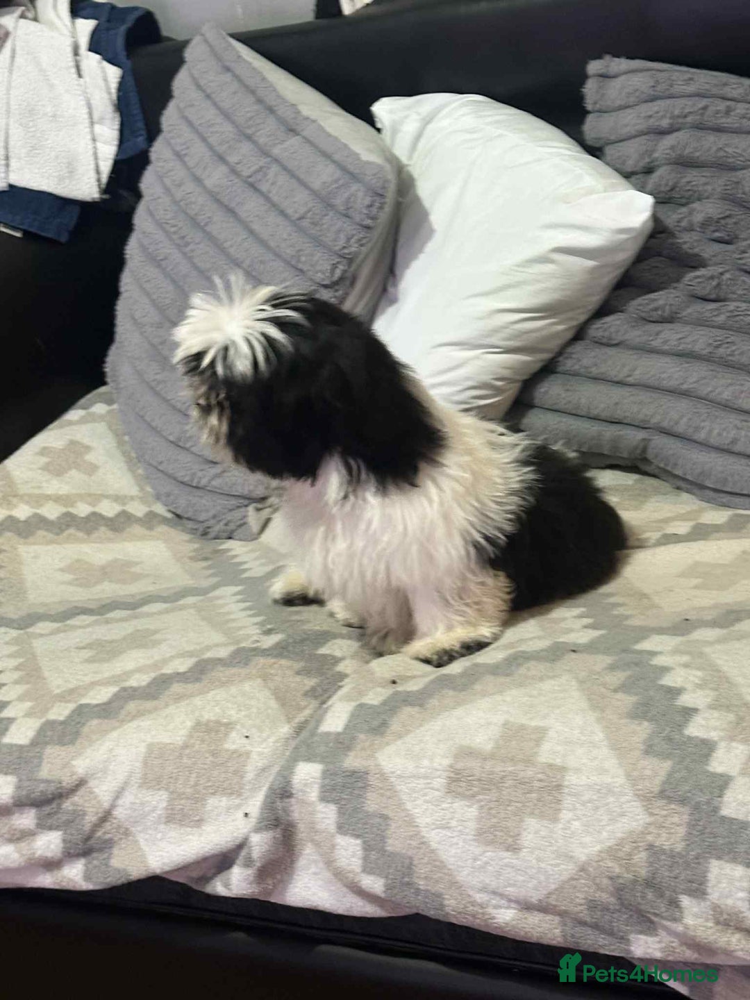 Shih Tzu dogs for sale: Shihtzu  - Image 6