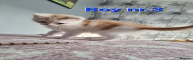 Mixed Breed Kitten 3