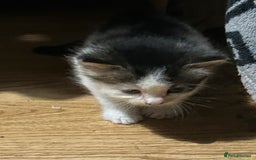 Mixed Breed cats for sale: Fluffy kittens ready soon  - Image 8