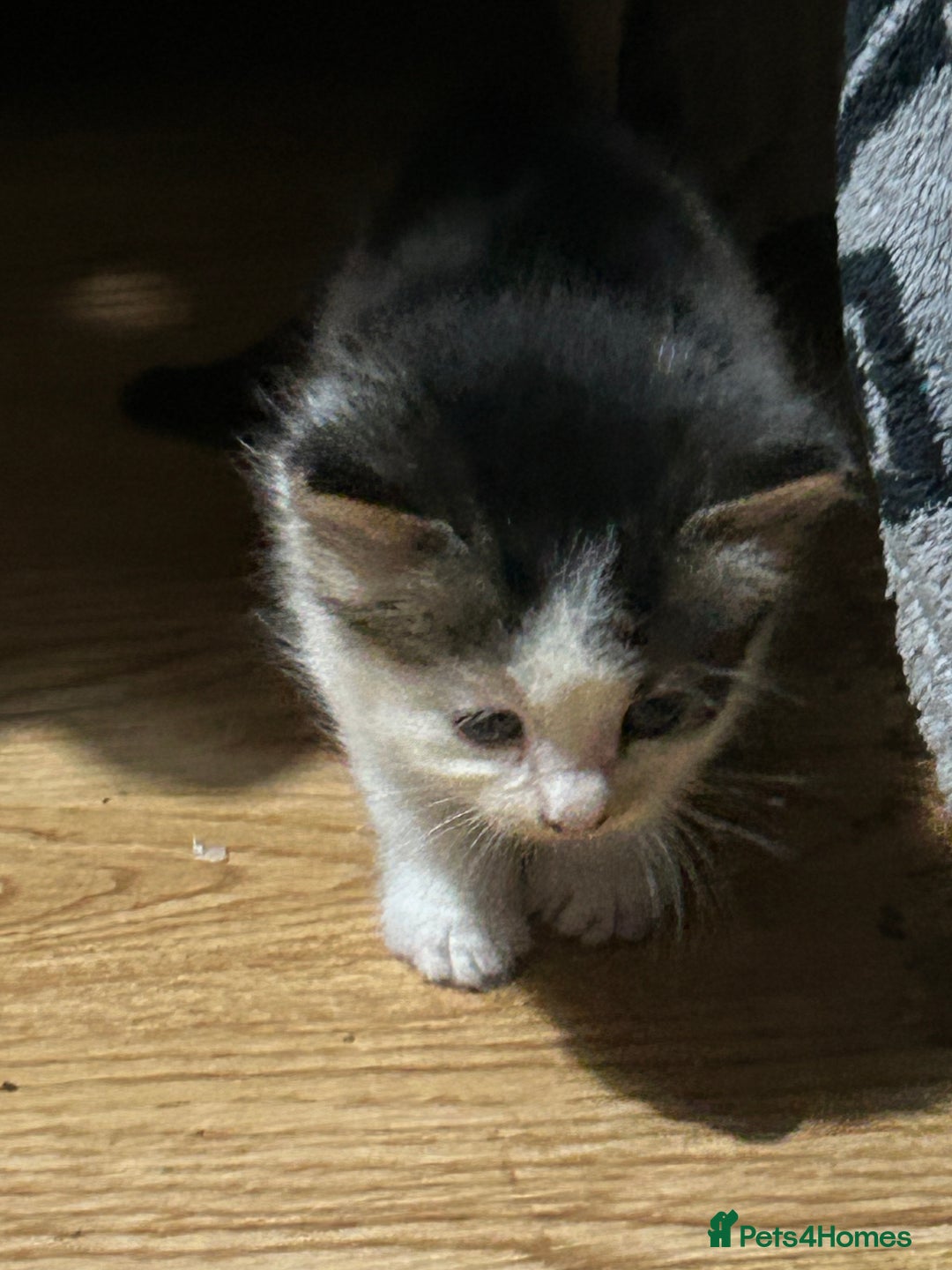 Mixed Breed cats for sale: Fluffy kittens ready soon  - Image 8