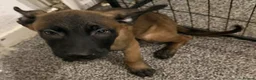 Belgian Shepherd Dog dogs for sale: Belgian Malinois Puppies - Advert 2