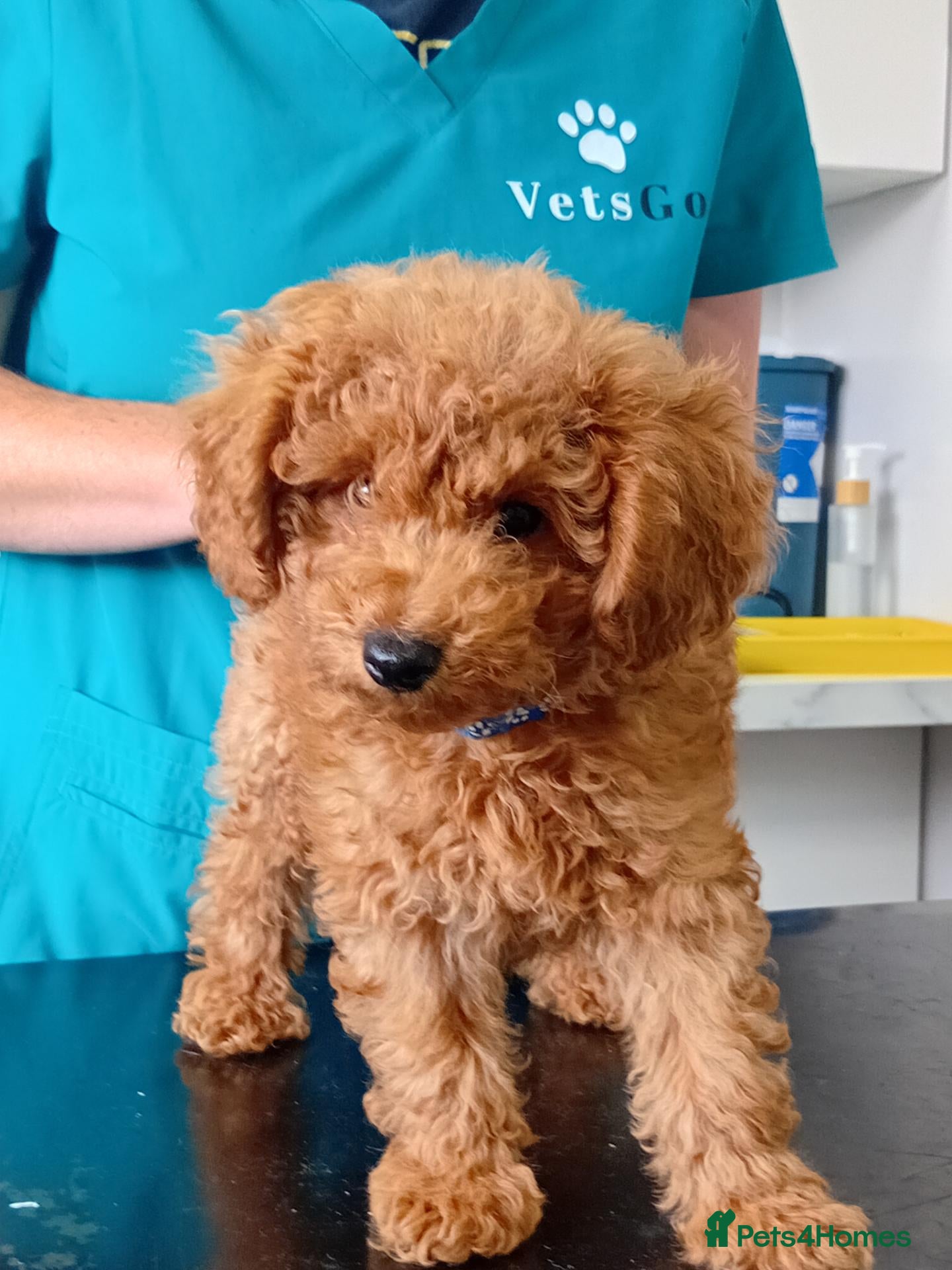 Mixed Breed dogs LAST MAN STANDING Mini poodles - Advert 1