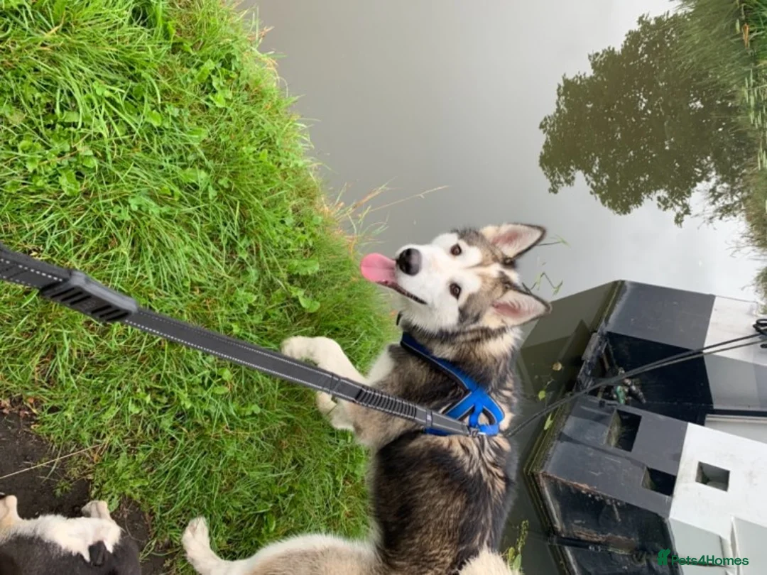 Siberian Husky dogs for stud: Beautiful proven Siberian Husky ready for stud! in Preston - Advert 5