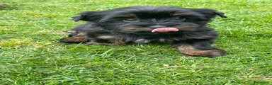 Yorkshire Terrier Puppy 3