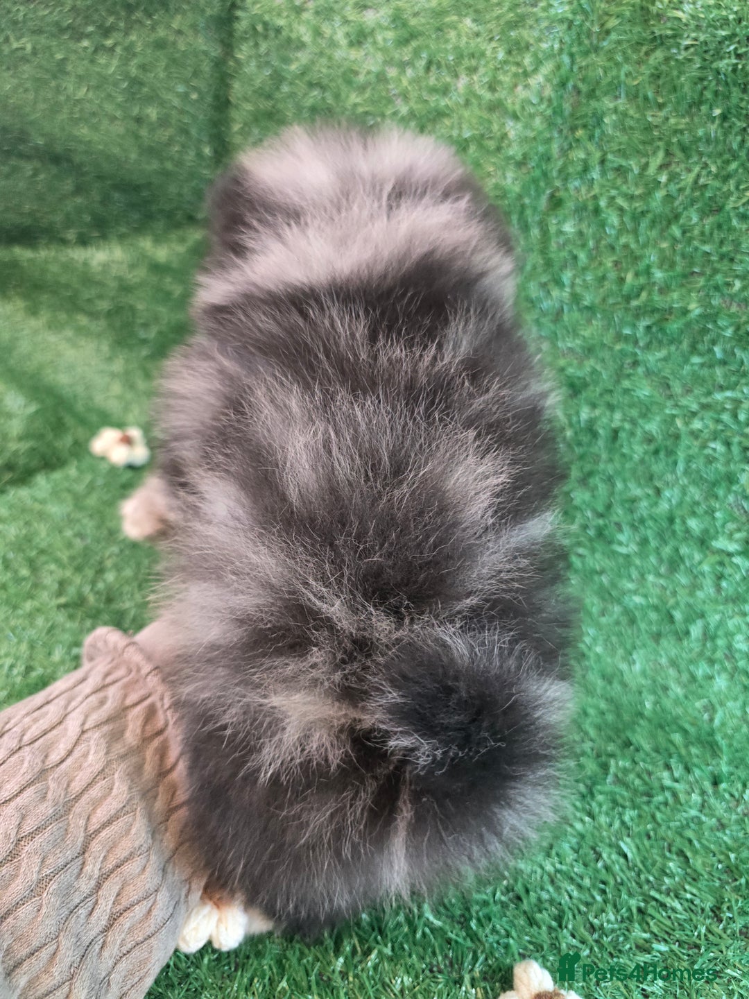 Pomeranian dogs for sale: 💜Lavender lilac chocolate merle exceptional poms - Advert 35