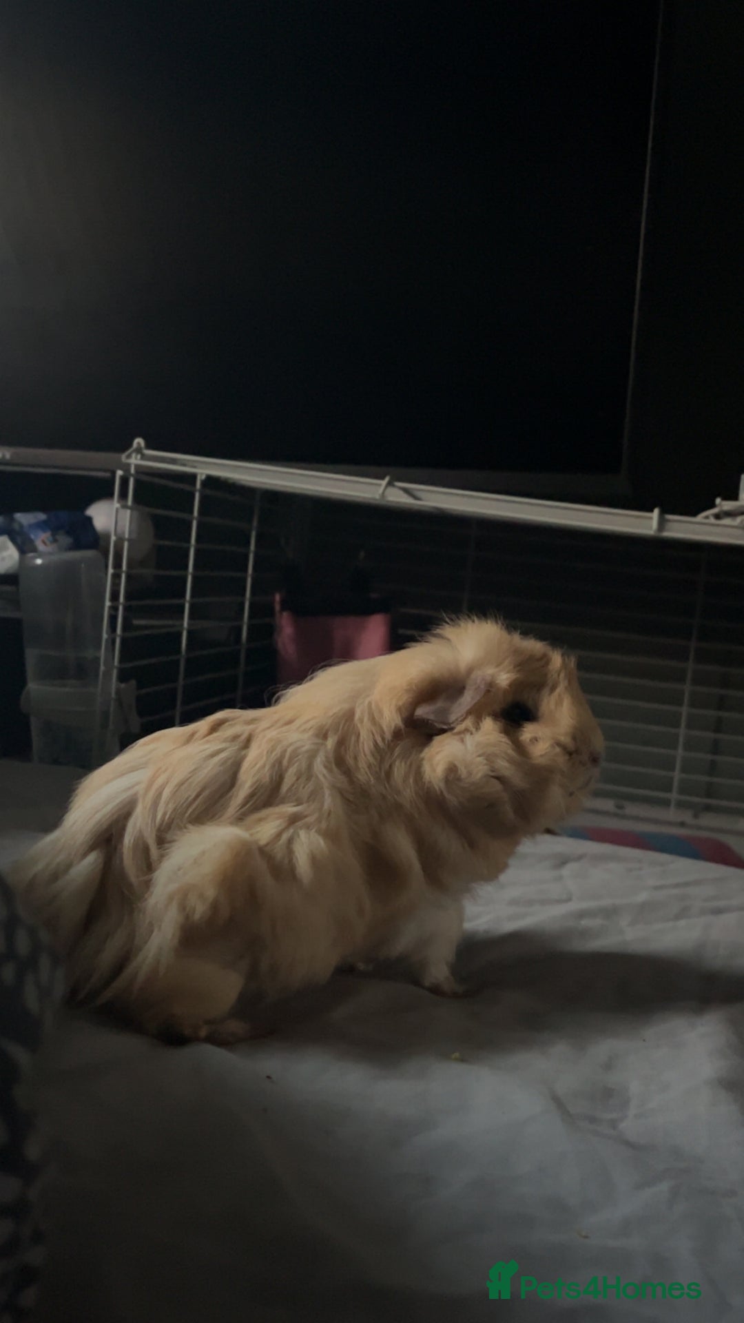 Guinea Pig rodents for sale: 2 female guinea pigs  - Advert 2