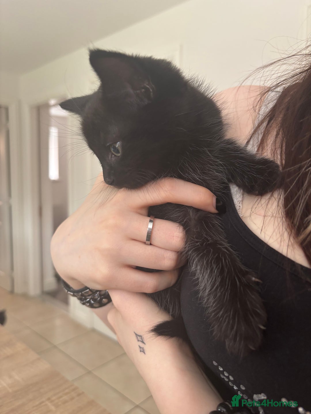 Mixed Breed cats for sale: 4 black fluff balls  - Image 17