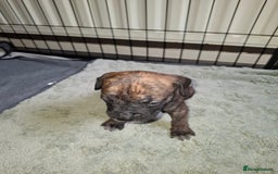 Mixed Breed dogs for sale: Stunning cane corso cross pups - Image 10