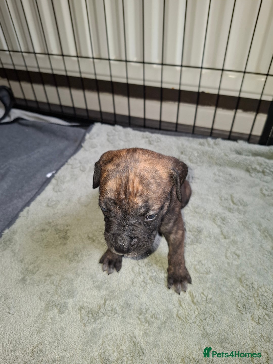 Mixed Breed dogs for sale: Stunning cane corso cross pups - Image 10