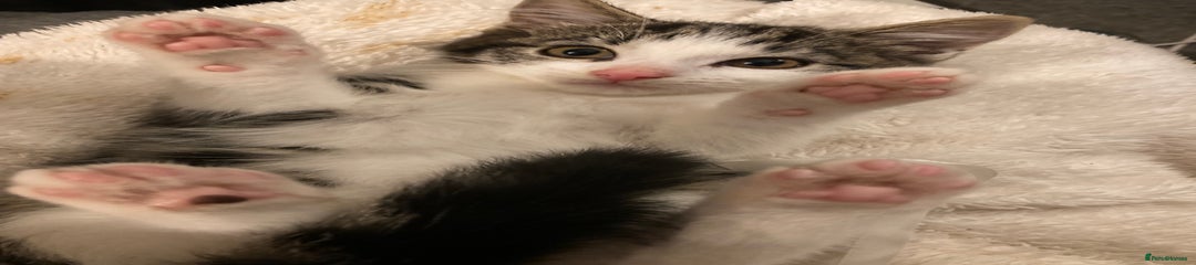 Mixed Breed Kitten 1