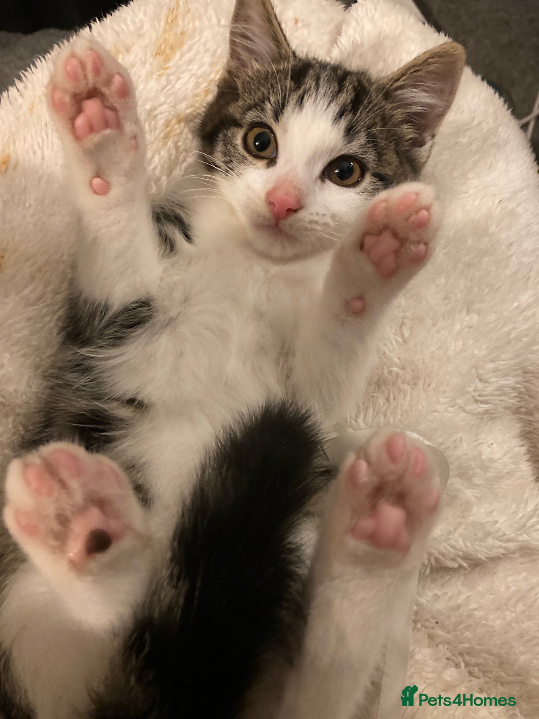 Mixed Breed cats for sale: 2 x 11 week old Female Kittens must go together!  - Image 23