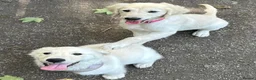 Golden Retriever dogs for sale: KC Registered Golden Retriever Puppies - Advert 6