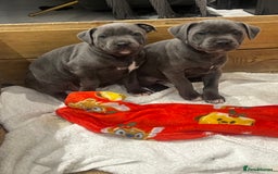 Staffordshire Bull Terrier dogs for sale: READY TO GO 2x BEAUTIFUL BLUE BOYS - Image 4