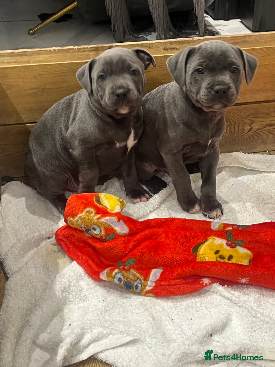 Staffordshire Bull Terrier dogs for sale: READY TO GO 2x BEAUTIFUL BLUE BOYS - Image 4