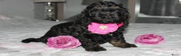 Cockapoo dogs for sale: Gorgeous 3-Month-Old F1 American Cockapoo Girl - Advert 5
