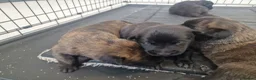 Belgian Shepherd Dog dogs for sale: Dutch Shepherd Puppies - Advert 7