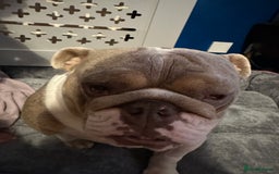 English Bulldog dogs for sale: Bella Baby - Image 8