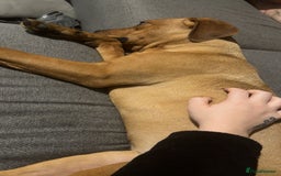 Mixed Breed dogs for sale: French x English mastiff  - Image 4