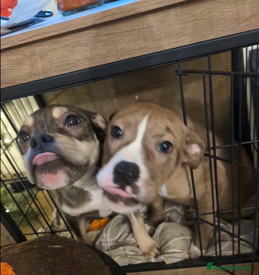 Olde English Bulldogge dogs Last Two Females  - Advert 5