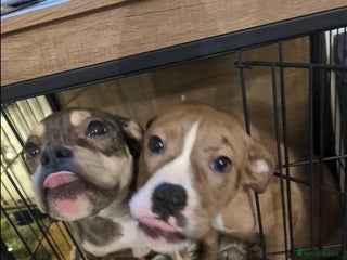 Olde English Bulldogge dogs Last Two Females - Advert 5