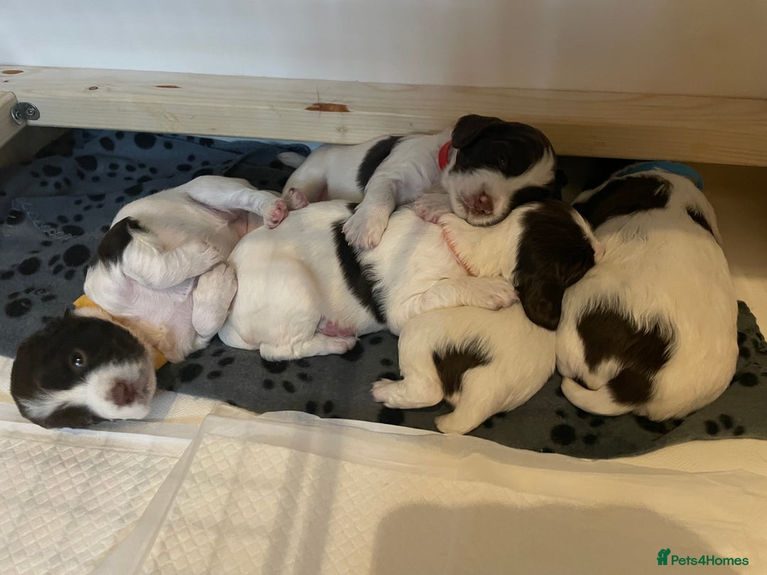 English Springer Spaniel dogs for sale: Kc reg working springer spaniel  - Image 13