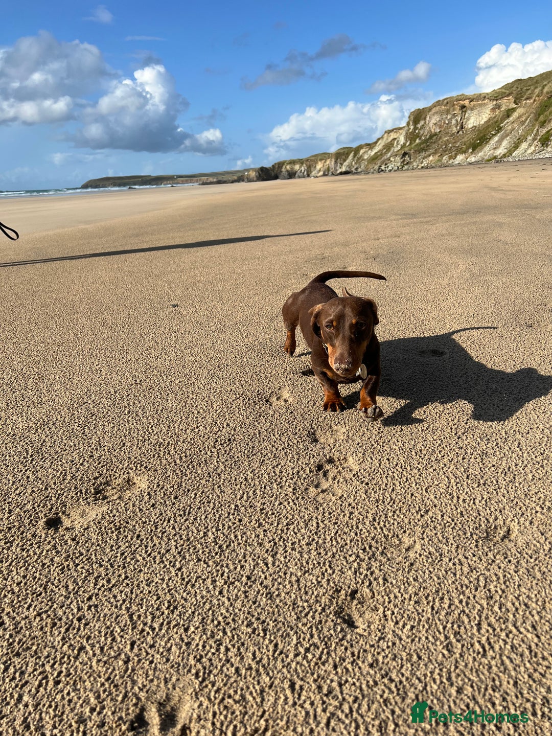 Miniature Dachshund dogs for stud: Miniature smooth haired dachshund - Advert 7