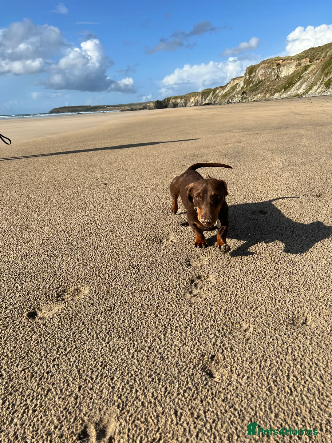 Miniature Dachshund dogs for stud: Miniature smooth haired dachshund - Advert 7